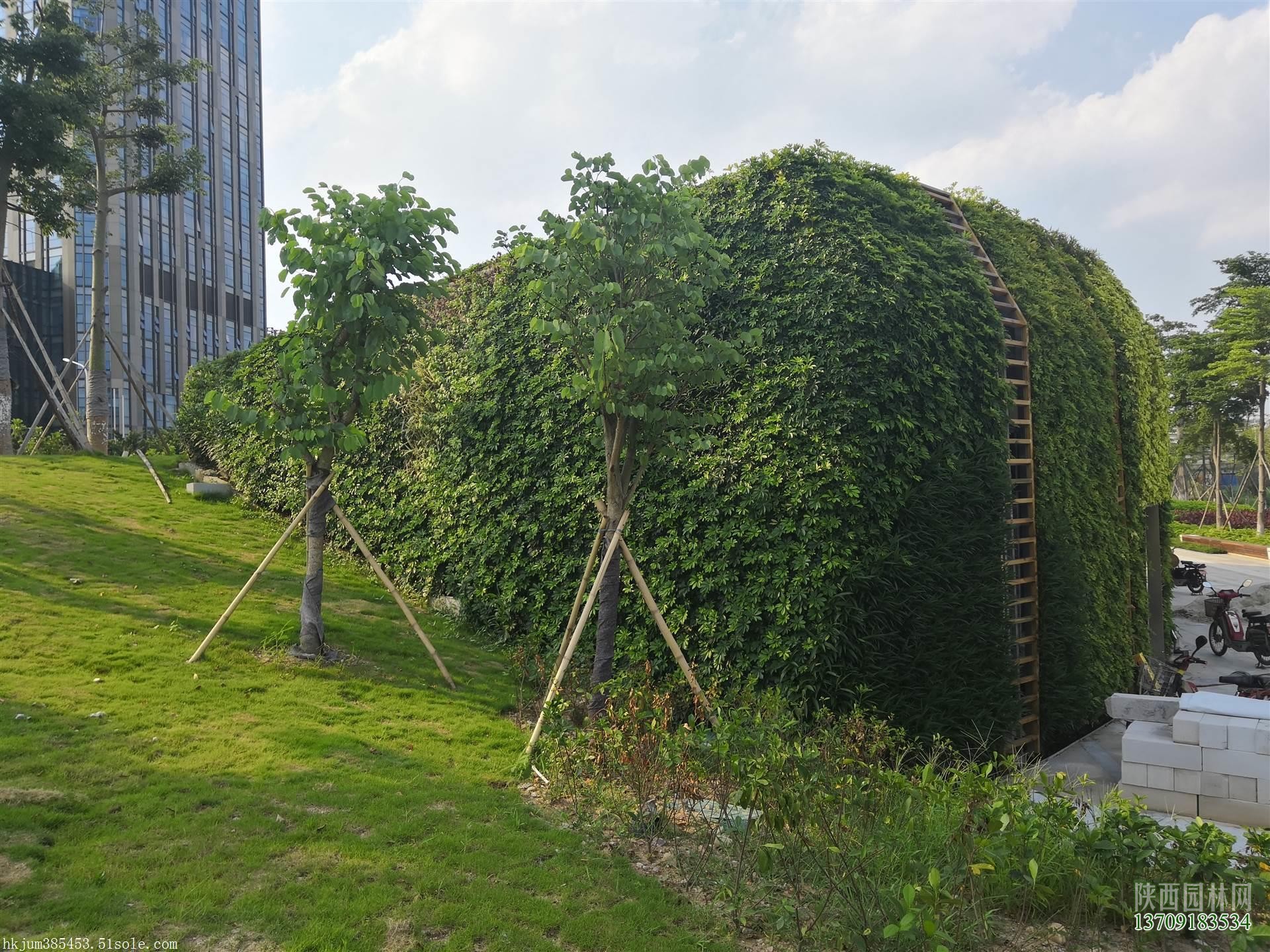 室外墻面綠化——“植物墻綠化”