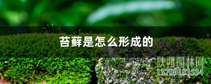 苔蘚是怎么形成的，怎么讓花盆里長苔蘚