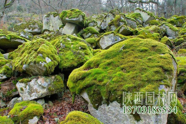 常見(jiàn)的10種苔蘚植物 苔蘚植物都有哪些