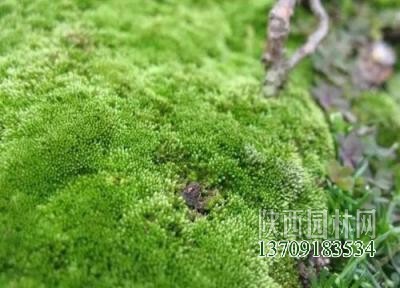 綠苔是什么植物類(lèi)別