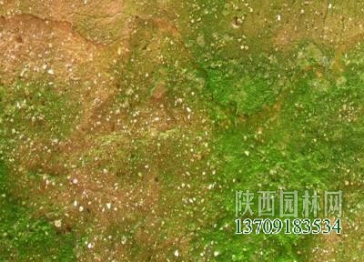 綠苔是什么植物類別插圖4