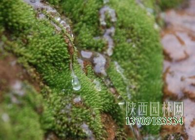 綠苔是什么植物類別插圖2