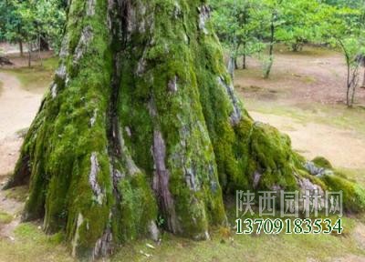 綠苔是什么植物類別插圖6